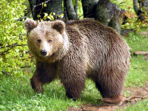 Αρκούδες έκοβαν… βόλτες σε πάρκο της Καστοριάς