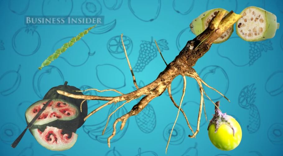 Πώς ήταν τα φρούτα και τα λαχανικά πριν από εκατοντάδες χρόνια – ΒΙΝΤΕΟ