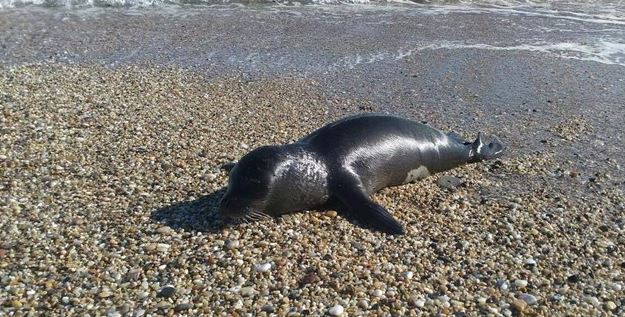 Η φώκια που λιάζεται σε παραλία της Χαλκιδικής – ΦΩΤΟ