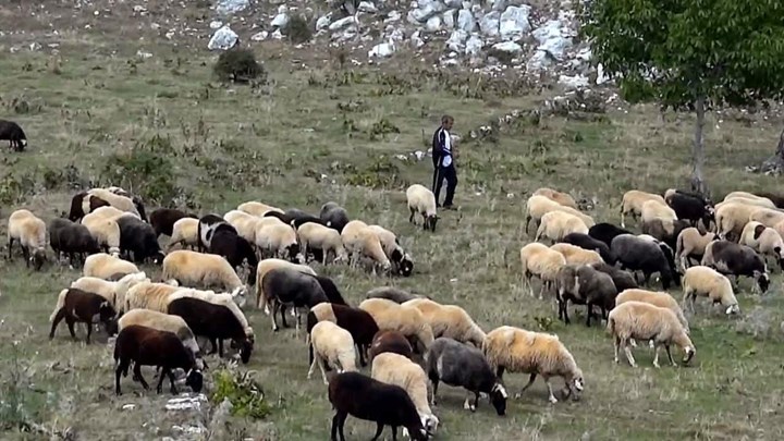 Έκτακτη στήριξη στους κτηνοτρόφους νησιών του Αιγαίου με πρόσφυγες