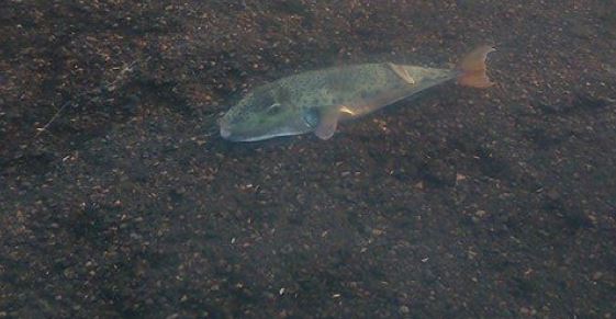 Ψάρεψαν λαγοκέφαλο μισού μέτρου στην Κρήτη – ΦΩΤΟ