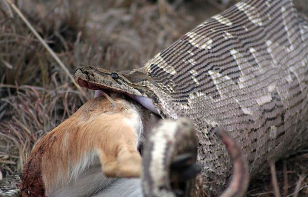 Έμειναν άναυδοι από αυτό που βρήκαν στην κοιλιά του μεγάλου φιδιού – ΦΩΤΟ