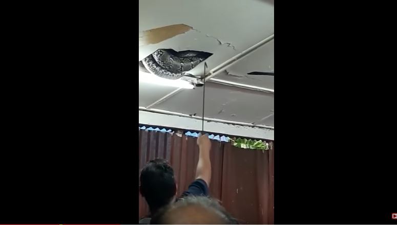 Πανικός από τεράστιο φίδι που μπήκε… από το ταβάνι σε εστιατόριο του Χονγκ Κογκ – ΒΙΝΤΕΟ