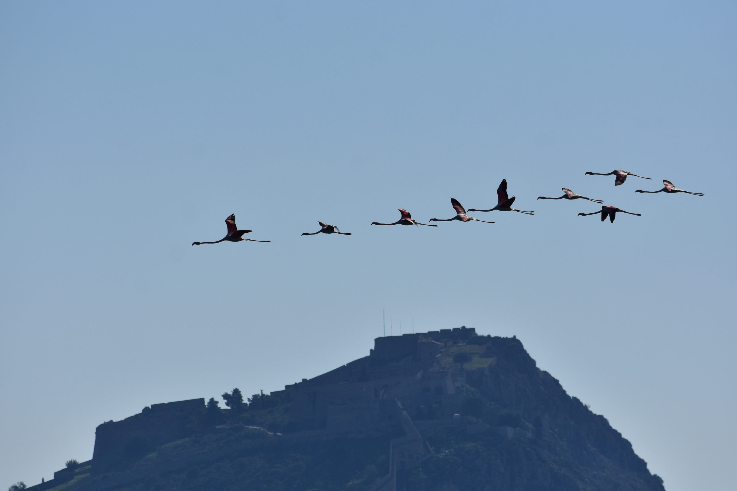 Εντυπωσιακά φλαμίνγκο στο Ναύπλιο – ΒΙΝΤΕΟ – ΦΩΤΟ