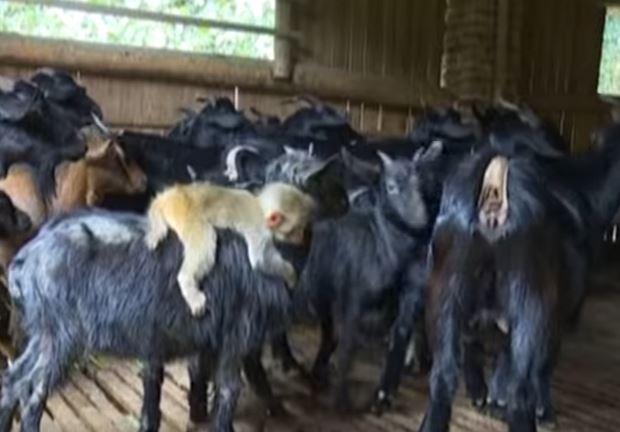 Μαϊμουδάκι επέλεξε ως μέσο μεταφοράς μία… κατσίκα – ΒΙΝΤΕΟ