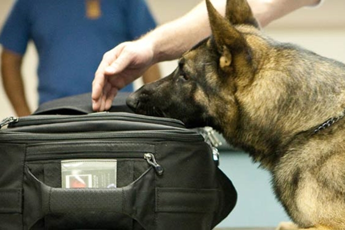 Εκπαιδευμένοι σκύλοι θα ψάχνουν… μετρητά σε βαλίτσες