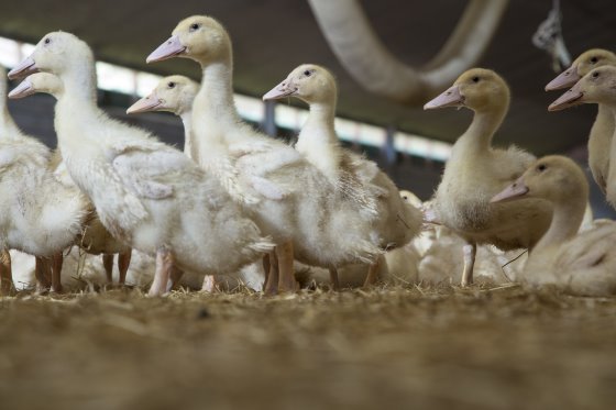 Τρόμος στην Ολλανδία για τη γρίπη των πτηνών – Θανάτωσαν 190.000 πάπιες
