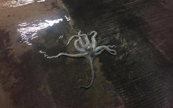 Χταπόδι βγήκε… στη στεριά – ΦΩΤΟ