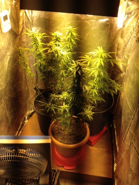 Αυτοσχέδιο εργαστήριο κάνναβης μέσα σε μία… ντουλάπα – ΦΩΤΟ