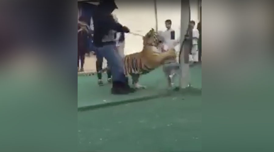 Τίγρης επιτίθεται σε μικρό κορίτσι – ΒΙΝΤΕΟ