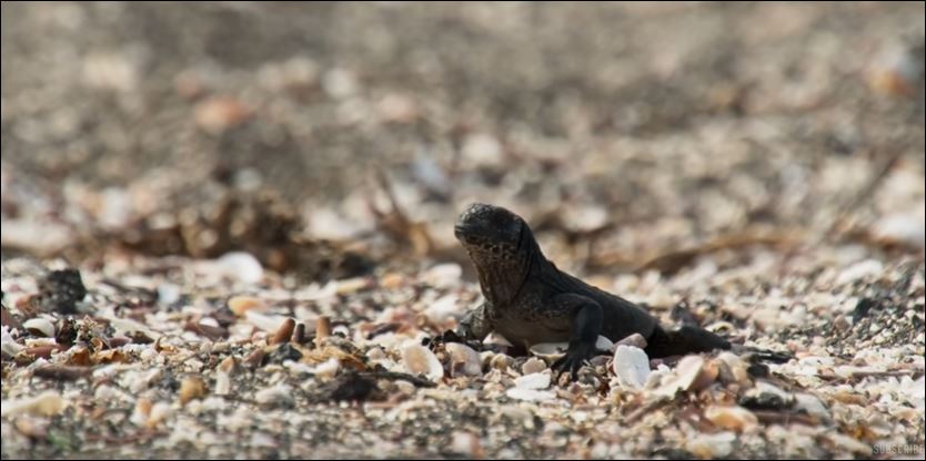 Εκατομμύρια κλικ για το ιγκουάνα που ξέφυγε από δεκάδες φίδια – ΒΙΝΤΕΟ