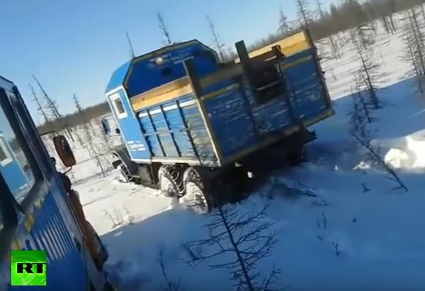 Σοκ στη Ρωσία – Σκότωσαν αρκούδες με νταλίκες – ΒΙΝΤΕΟ