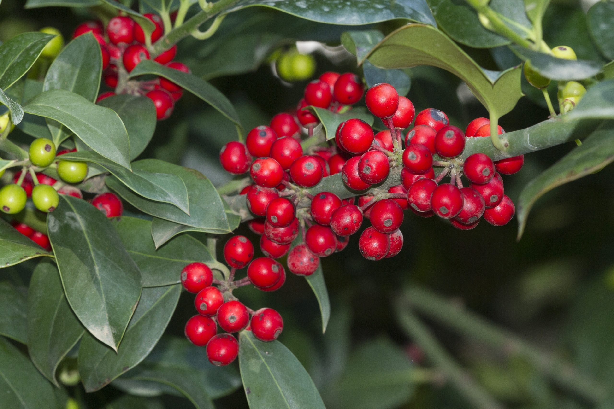 Ξεχάστε το γκι τα Χριστούγεννα – ΦΩΤΟ