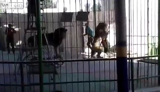 Καρέ-καρέ η επίθεση του λιονταριού στον θηριοδαμαστή – Σκληρές εικόνες – ΒΙΝΤΕΟ