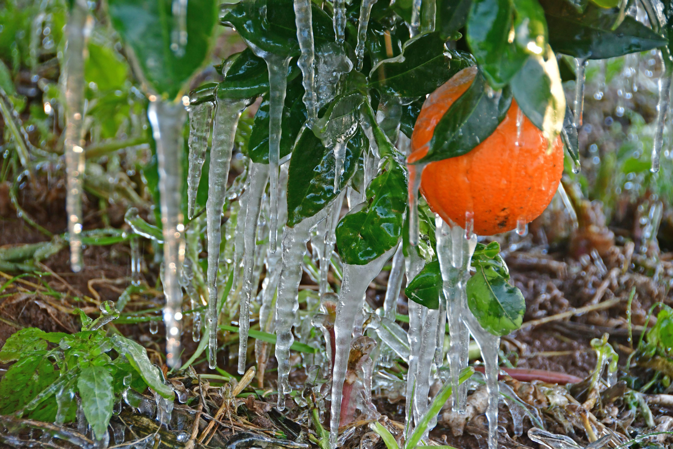 Εντυπωσιακές εικόνες από την “παγωμένη” Αργολίδα – ΦΩΤΟ