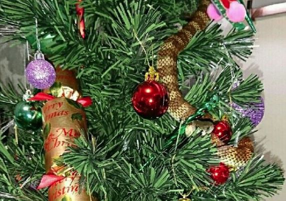Φίδι έκανε… τη γιρλάντα σε χριστουγεννιάτικο δέντρο για να μην το πιάσουν – ΦΩΤΟ