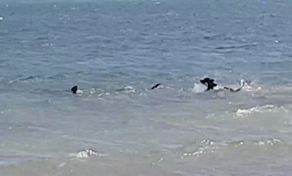 Σκύλος… κατατροπώνει καρχαρία – ΒΙΝΤΕΟ