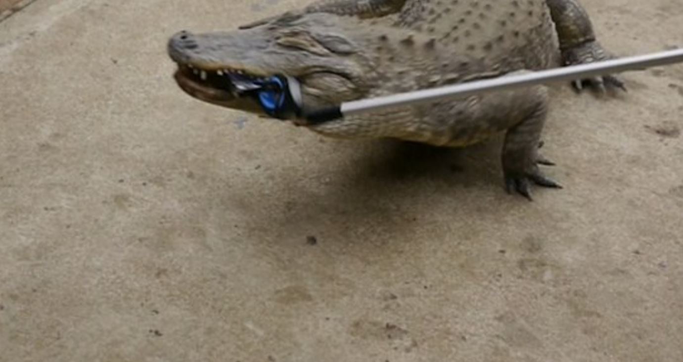 Κροκόδειλος εναντίον iPhone 7 – ΒΙΝΤΕΟ