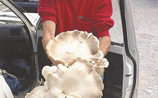 Βρέθηκε μανιτάρι “γίγας” 4 κιλών στο Ρέθυμνο – ΦΩΤΟ