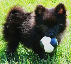 Πανέξυπνος σκύλος παίζει μπάλα με τους περαστικούς – ΒΙΝΤΕΟ