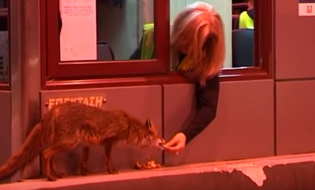 Υπάλληλος στα διόδια ταΐζει… αλεπού – ΒΙΝΤΕΟ – ΦΩΤΟ