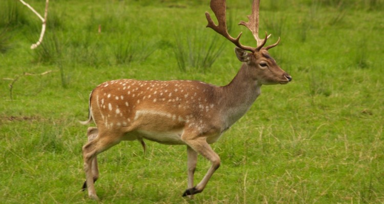 Ανθρωπόμορφα τέρατα στη Ρόδο σκότωσαν 14 ελάφια