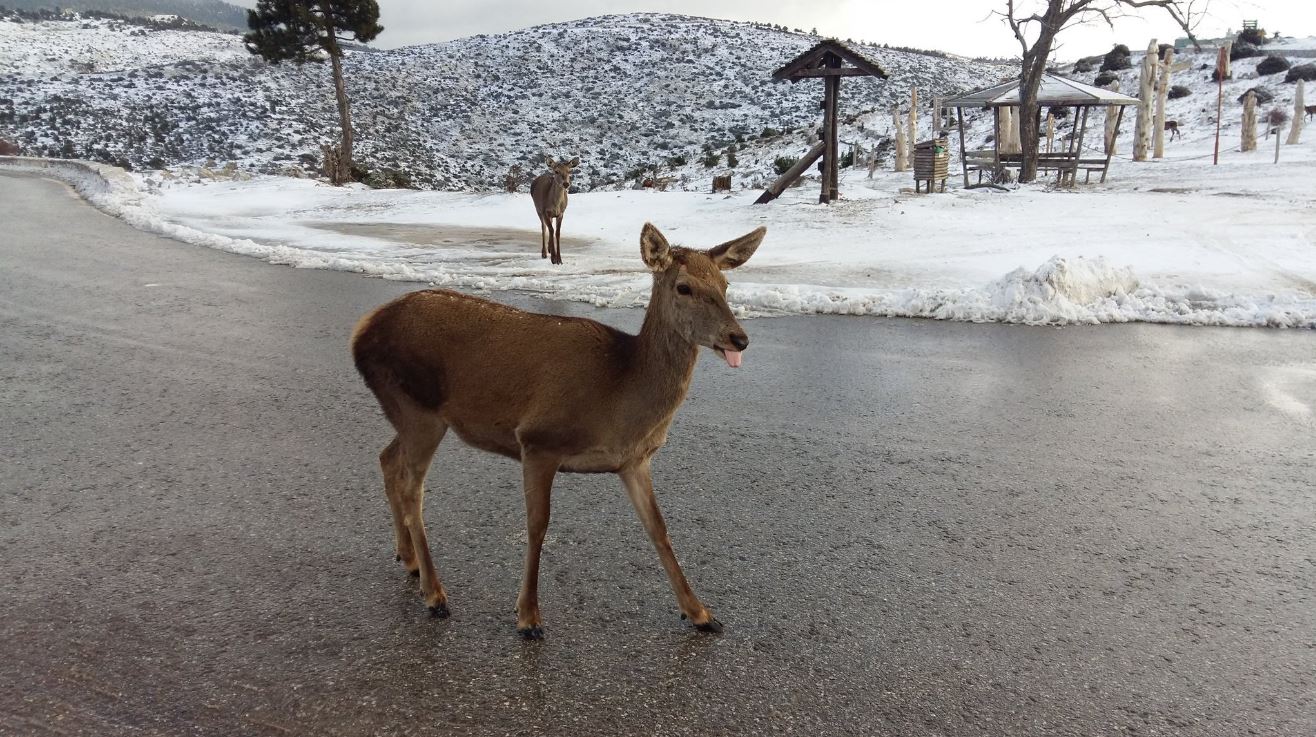 Το χιόνι «κατέβασε» τα ελάφια από την Πάρνηθα – ΦΩΤΟ