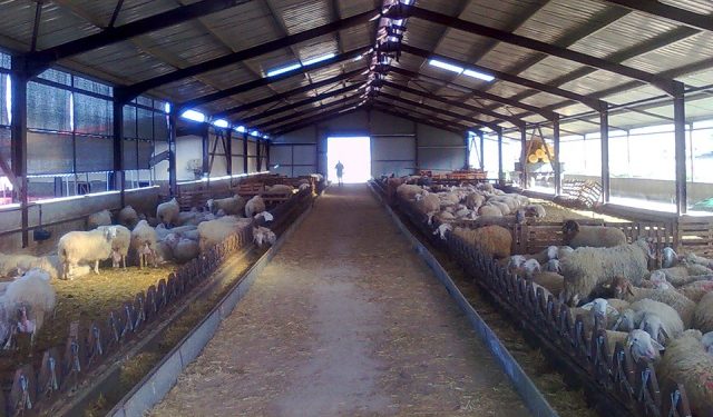 Αυτή είναι η πιο… hi-tech στάνη – ΒΙΝΤΕΟ