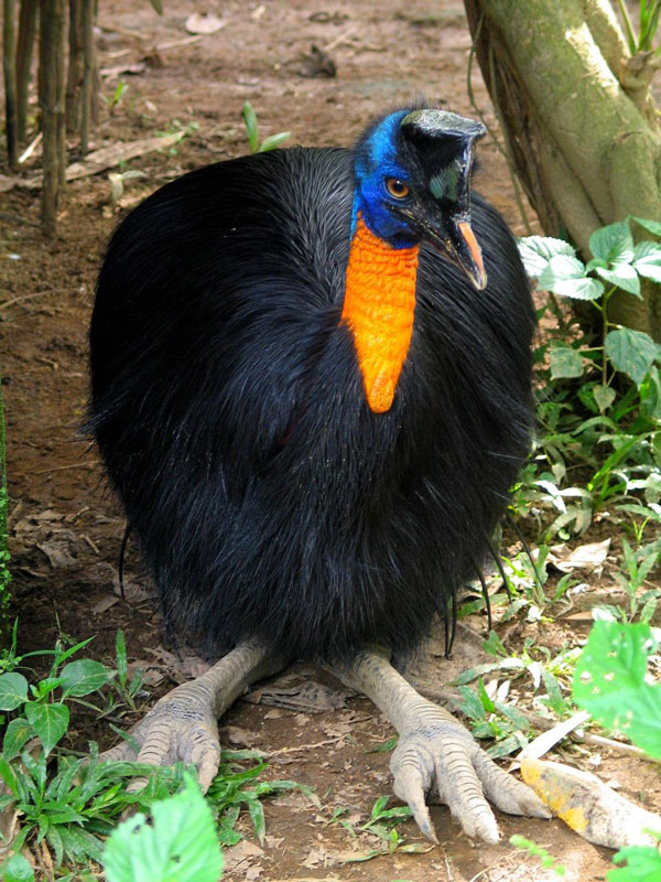 perierga.gr - Το πιο επικίνδυνο πτηνό στον πλανήτη!