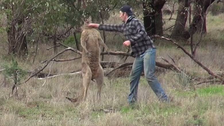 Έριξε γροθιά σε καγκουρό και έγινε viral – ΒΙΝΤΕΟ