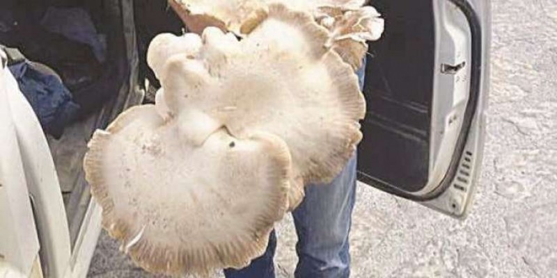 Ρέθυμνο: Βρέθηκε μανιτάρι… γίγας – ΦΩΤΟ