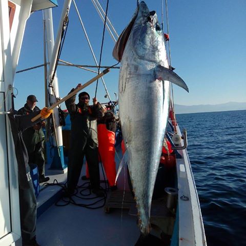 Ψάρεψαν τόνο 185 κιλών στη Σκόπελο – ΦΩΤΟ