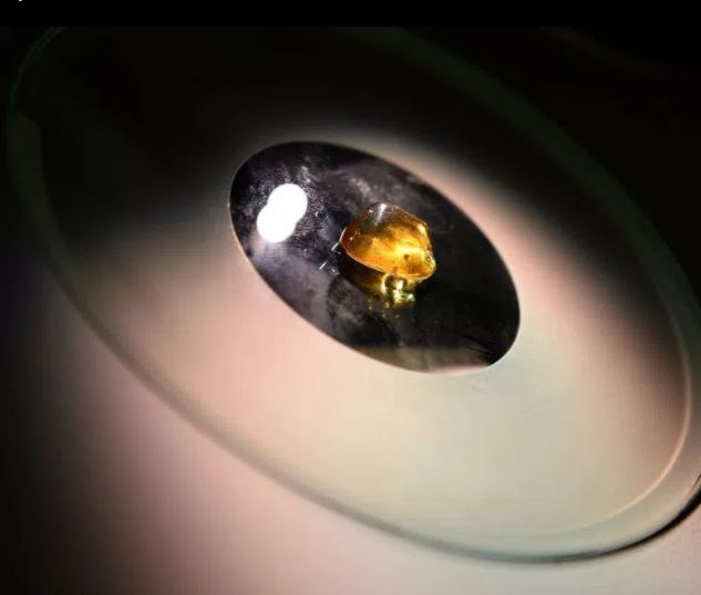 Ανακαλύφθηκε τέλεια διατηρημένη ουρά δεινοσαύρου 99 εκατ. ετών – ΦΩΤΟ