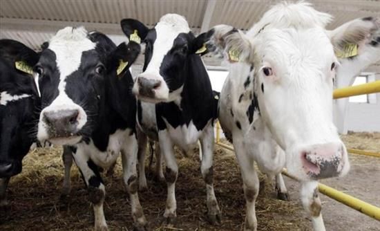 Κοζάνη: Το μικρόβιο της βρουκέλλας σε μονάδα βοοειδών