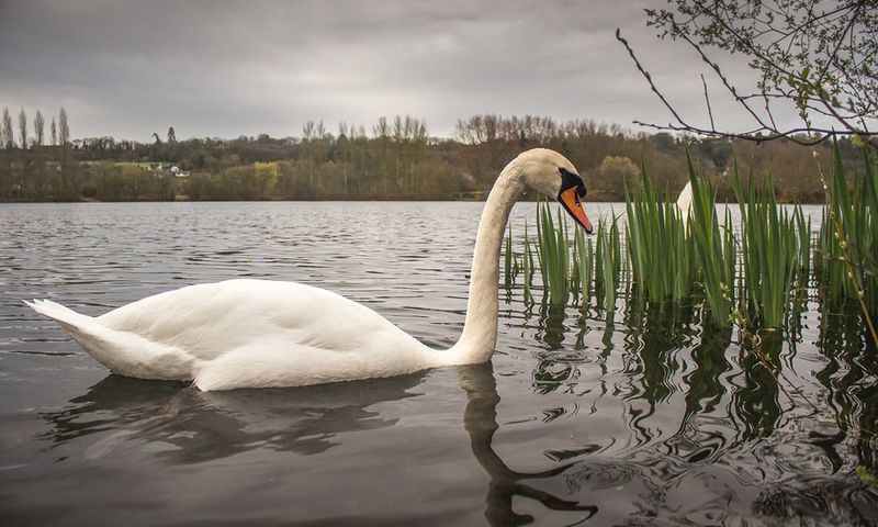 Πρέβεζα: Προληπτικά μέτρα κατά της γρίπης των πτηνών