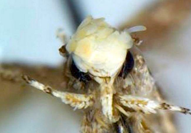 Γιατί οι επιστήμονες έδωσαν το όνομα του Ντόναλντ Τραμπ σε ένα έντομο – ΦΩΤΟ