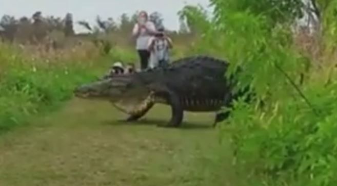 Γιγαντιαίος αλιγάτορας εμφανίστηκε στη Φλόριντα – ΒΙΝΤΕΟ