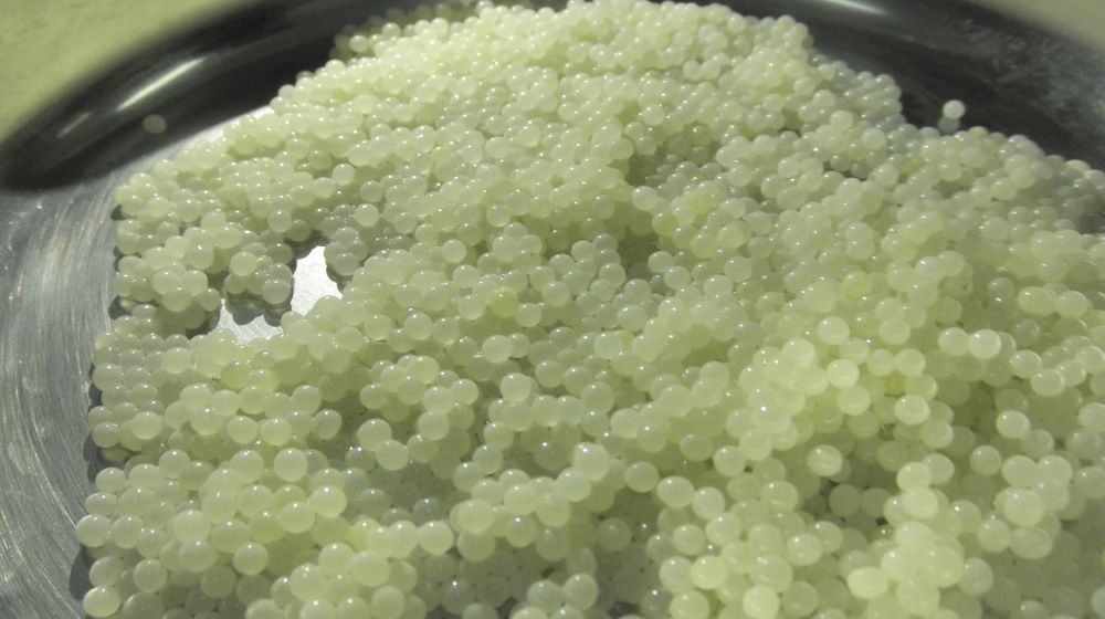 Λευκό χαβιάρι από… σαλιγκάρια έφτιαξαν μαθητές στη Θεσσαλονίκη