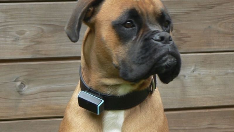 Κολάρο ανιχνεύει τα…συναισθήματα των κατοικίδιων