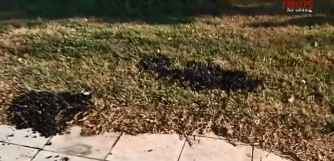 Οι πρώτες εικόνες από το σημείο που βρέθηκε η σορός του άνδρα στη Δάφνη – ΒΙΝΤΕΟ