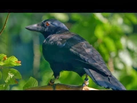 Το πιο έξυπνο κοράκι στον κόσμο – ΒΙΝΤΕΟ