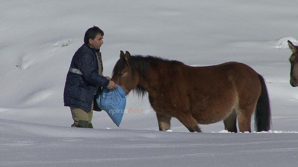 Εντυπωσιακές εικόνες από τη διάσωση αλόγων που εγκλωβίστηκαν στα χιόνια – ΒΙΝΤΕΟ – ΦΩΤΟ