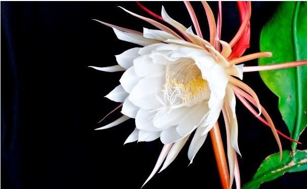 Ποια είναι τα ακριβότερα λουλούδια στον κόσμο;