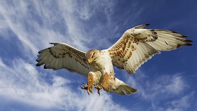 Σαουδάραβας έκλεισε 80 θέσεις σε αεροπλάνο για να κάτσουν… τα γεράκια του – ΦΩΤΟ