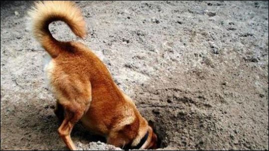 Γιατί ο σκύλος μου σκάβει τρύπες στον κήπο;