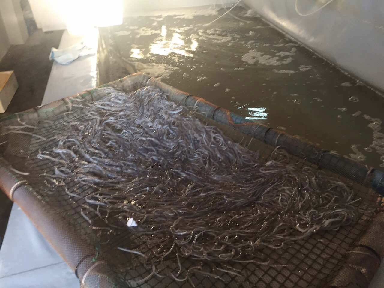 Εξαρθρώθηκε πολυμελής σπείρα που διακινούσε παράνομα προστατευόμενο είδος χελιών