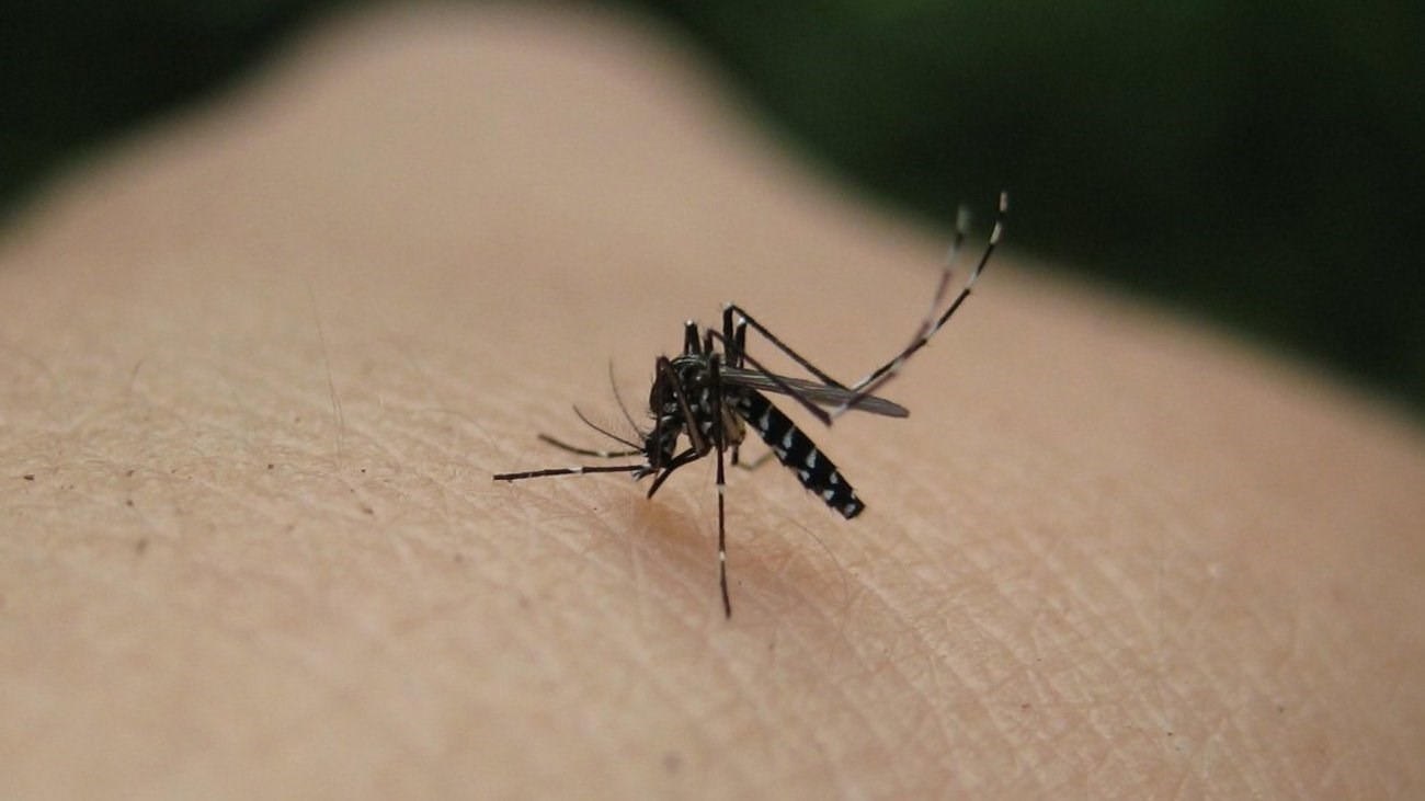 Γερμανία: Ανακάλυψαν ελπιδοφόρο νέο εμβόλιο κατά της ελονοσίας