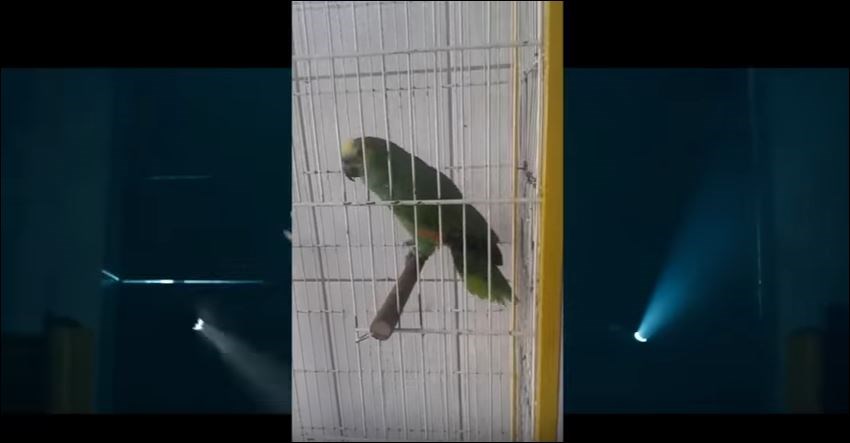 Παπαγάλος τραγουδάει… Rihanna – ΒΙΝΤΕΟ