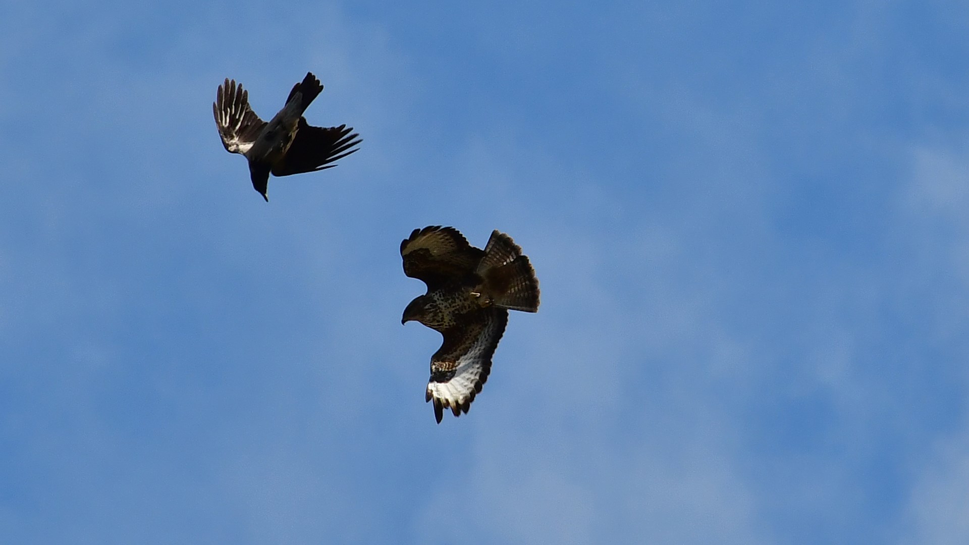 «Αερομαχία» γερακιού – κορακιού στον γαλάζιο ουρανό – ΦΩΤΟ