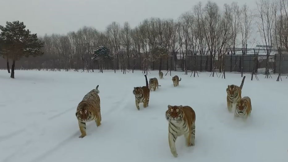 Τίγρεις «καταρρίπτουν» drone που τις… κατασκόπευε – ΒΙΝΤΕΟ